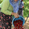 Kiraz bu sene de ateş pahası