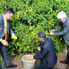 Mersin de limonun fiyatı üreticiyi sevindirdi