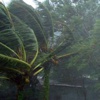 Hagupit yıktı geçti ! Hagupit yıktı geçti !