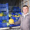 Kavun, üreticinin yüzünü güldürüyor Kavun, üreticinin yüzünü güldürüyor