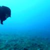 Çanakkale de deniz tavşanı görüntülendi Çanakkale de deniz tavşanı görüntülendi