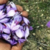 "Dünyanın en pahalı bitkisi" millileştirildi "Dünyanın en pahalı bitkisi" millileştirildi