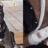 Aydın'da pitbull sahibini parçalıyordu Aydın'da pitbull sahibini parçalıyordu