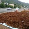 Yol kenarları fındık harmanı oldu