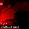Edirne de armut hasadı başladı Edirne de armut hasadı başladı