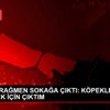 YASAĞA RAĞMEN SOKAĞA ÇIKTI: KÖPEKLERİMİ BESLEMEK İÇİN ...
