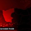 TMO stoklarındaki fındık TMO stoklarındaki fındık