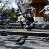 Osmangazi de aç kalan güvercinler beslendi Osmangazi de aç kalan güvercinler beslendi