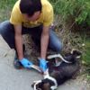 Sokak köpeğini av tüfeğiyle vurdular! Sokak köpeğini av tüfeğiyle vurdular!