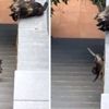Anne kedinin yavrusunu kurtardığı görüntü yürekleri ...