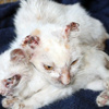 Kulakları kesilmiş 2 kedi bulundu Kulakları kesilmiş 2 kedi bulundu