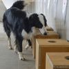 Ankara Üniversitesi ile TÜBİTAK, koronavirüsü teşhis eden dedektör köpek yetiştirdi