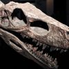 300 kilo ağırlığında olan yeni bir dinozor türü keşfedildi