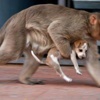 Maymun, yavru köpeği evlat edindi