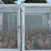 Kenelere karşı 5 bin kanatlı yaban hayvanı doğaya salındı Kenelere karşı 5 bin kanatlı yaban hayvanı doğaya salındı