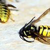 Yaban arılarının nesli tehlike altında!