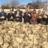 Şeker pancarı hayvan yemi oldu Şeker pancarı hayvan yemi oldu