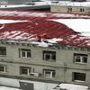 Uçak yolcusunun bavulunda leopar yavrusu bulundu