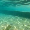 Video: Şeytan Bodrum'daki bu olayı görünce emekliliğini istedi Video: Şeytan Bodrum'daki bu olayı görünce emekliliğini istedi