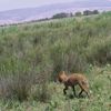 Çorum'daki aslan iddiaları asılsız çıktı Çorum'daki aslan iddiaları asılsız çıktı