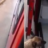 Yine dünyaya ders verdiler Yine dünyaya ders verdiler
