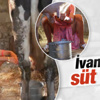 İvana Sert süt sağdı İvana Sert süt sağdı