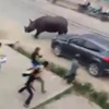 Nepal'de gergedan dehşeti