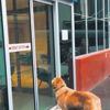 Pot pot isimli köpek, rahatsızlanan sahibini hastane kapısında bekledi (Yaşam haberleri)