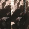 İşte IŞİD'in yeni taktiği