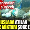 ﻿Okyanuslara atılan maske miktarı şoke etti