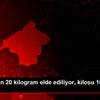 Bir ağaçtan 20 kilogram elde ediliyor, kilosu 10 TL ... Bir ağaçtan 20 kilogram elde ediliyor, kilosu 10 TL ...