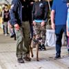 Köpekler statta koronalı aradı
