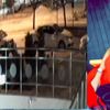 Ece Çelik’in yaralandığı olayda muamma