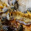 Yıldız Teknik Üniversitesi'nden 'propolis'le ilgili önemli araştırma Yıldız Teknik Üniversitesi'nden 'propolis'le ilgili önemli araştırma