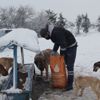 Ekrem İmamoğlu'ndan sokak hayvanları için çağrı Ekrem İmamoğlu'ndan sokak hayvanları için çağrı