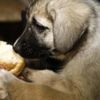 Köpek yavrularını donmaktan kurtardılar Köpek yavrularını donmaktan kurtardılar
