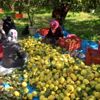 Kahramanmaraş ta ayva hasadı Kahramanmaraş ta ayva hasadı