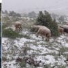 Fırtınada kalan sürüsünü kurtarmaya giderken hayatını kaybetti Fırtınada kalan sürüsünü kurtarmaya giderken hayatını kaybetti
