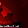 Ardahan da ayı saldırısı: 1 yaralı Ardahan da ayı saldırısı: 1 yaralı