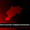 Anadolu yaban koyunları doğayla buluşmaya devam ediyor Anadolu yaban koyunları doğayla buluşmaya devam ediyor