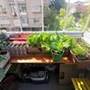 Koronavirüs günlerinde balkonlarını bahçeye çevirdiler