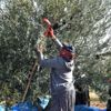 Kahta da zeytin hasadına başlandı
