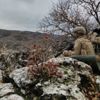Van'da jandarmanın ikna çalışmaları sonucu PKK'lı bir terörist teslim oldu