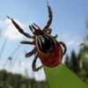 Ölümcül kene tehlikesi erken hortladı Ölümcül kene tehlikesi erken hortladı