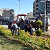 Cizre de yeşillendirme çalışmaları aralıksız devam ...
