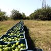 Hatay da mandalina hasadı başladı Hatay da mandalina hasadı başladı