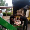 Üreticilerin fındıkları harmanlarda kurutuluyor Üreticilerin fındıkları harmanlarda kurutuluyor