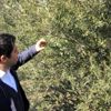 Zeytinlikler kuraklık stresi tehdidi altında Zeytinlikler kuraklık stresi tehdidi altında