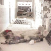 PYD Kobani'de katliam yaptı PYD Kobani'de katliam yaptı