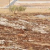 Şanlıurfa'da kanlı hesaplaşma, 4 yaralı Şanlıurfa'da kanlı hesaplaşma, 4 yaralı